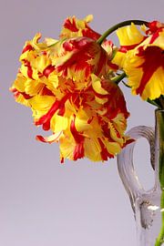 Parrot tulips by Thomas Jäger