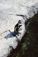 Pinguïn op klif