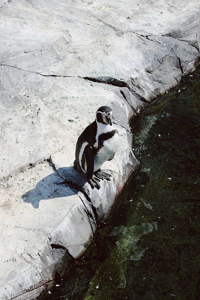 Penguin on cliff by Carmen van Dijken