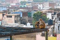 Twee apen vlooien elkaar terwijl een klein aapje toekijkt, in Agra India. van Twan Bankers thumbnail