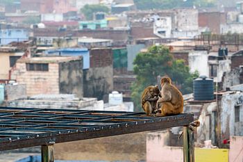 Twee apen vlooien elkaar terwijl een klein aapje toekijkt, in Agra India.