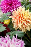 Sacred Colour 2- Dahlia Offering Thailand