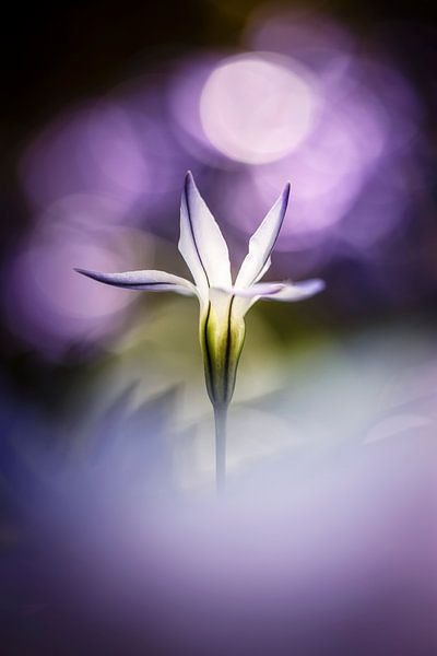 Magique ! par Bob Daalder