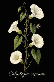 Haagwinde De Slinger van Licht