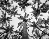 Palmiers sur Bali photo horizontale en noir et blanc