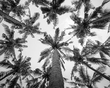 Palm trees on Bali horizontal photo in black and white by Thea.Photo