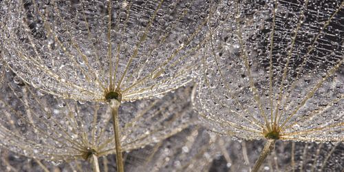 Panorama van waterdruppeltjes op pluisjes in het licht