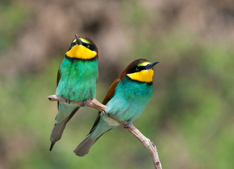 Bee-eater by John Dekker