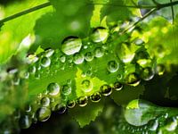RegenZon