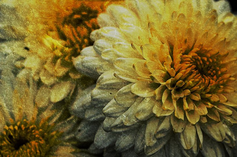 Chrysanthemen von zwergl 0611