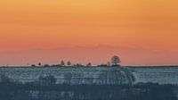 Gerd Walter lime tree in front of the Alps in winter at sunset by Daniel Pahmeier thumbnail