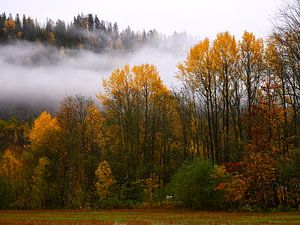 Laaghangende bewolking tussen de bomen in de herfst