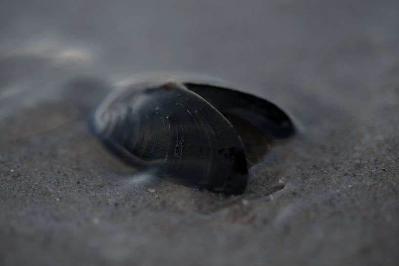 Musselshell in the surf by Marleen van Es
