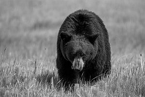 Wilder Schwarzbär in Nordamerika