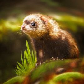 Sweet ferret by Silvio Schoisswohl