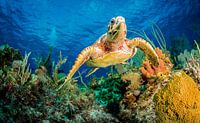 Hawksbill turtle swimming through Caribbean reef, Jan Abadschieff by 1x thumbnail