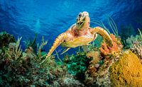 Hawksbill turtle swimming through Caribbean reef