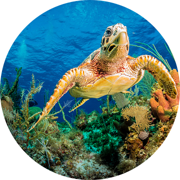 Karetschildpad zwemmen door middel van het Caribisch gebied rif, Jan Abadschieff van 1x