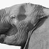 Trinkender Elefant und Profil von Ellen van Schravendijk