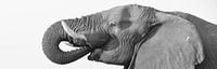 Drinkende olifant en profiel van Ellen van Schravendijk thumbnail