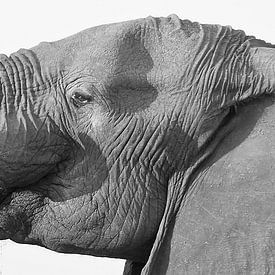 Éléphant buveur et profil sur Ellen van Schravendijk