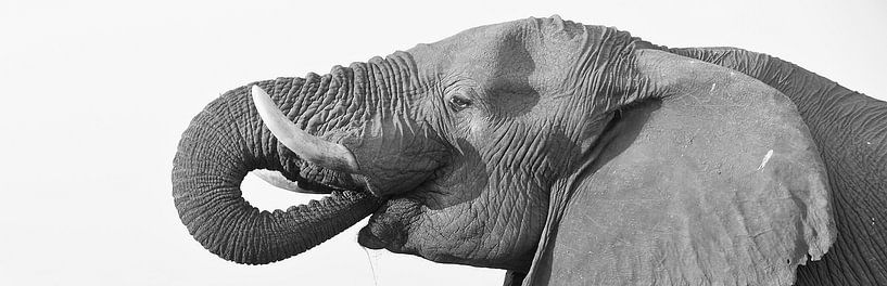 Éléphant buveur et profil par Ellen van Schravendijk