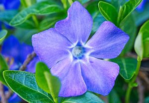 Violette Immergrünblume