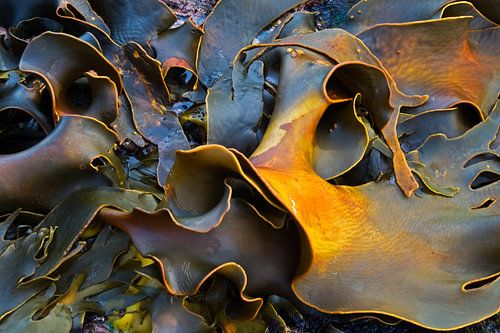 Kelp (Durvillaea antarctica) gefotografeerd van dichtbij, Falklandeilanden