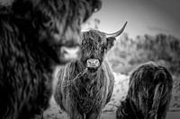 Scottish Highlanders 4