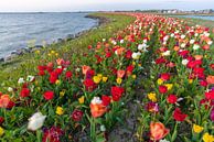 Tulpen auf einer Insel in Zeewolde Flevoland. von Robinotof Miniaturansicht
