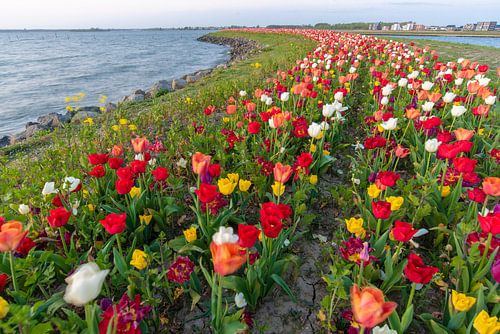 tulpen op een eiland in Zeewolde Flevoland.
