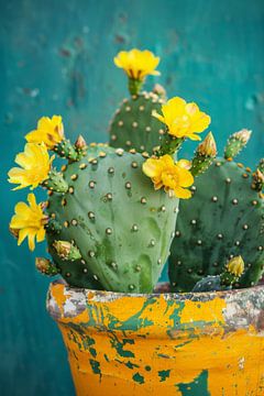 Cactusbloemen in een kleurrijke pot van Poster Art Shop