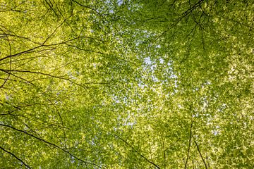 Groene luifel - haal diep adem van Pascal Sigrist - Landscape Photography