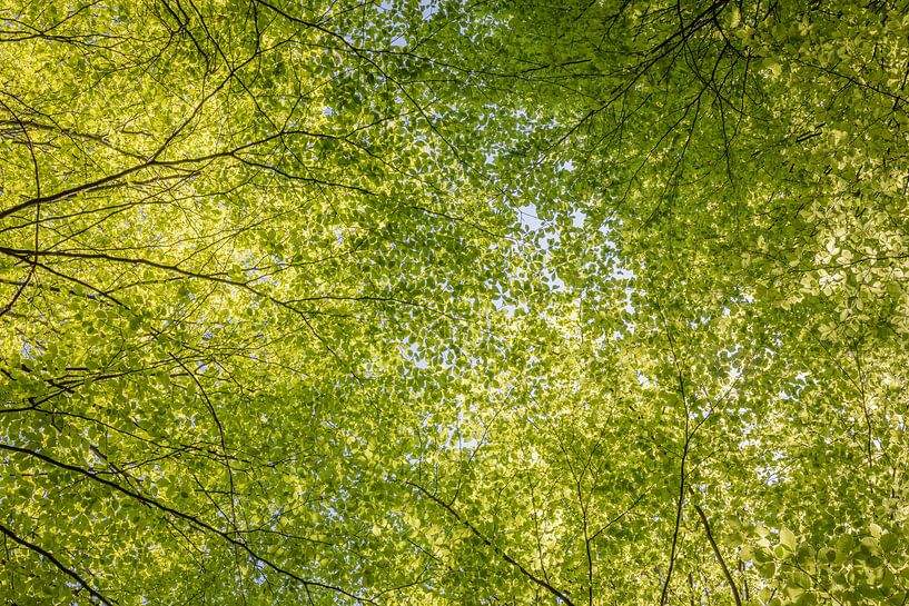 Green canopy - take a deep breath by Pascal Sigrist - Landscape Photography