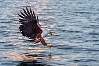 "The grab" Fish Eagle