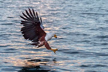 "The grab" Fish Eagle von Ramon Lucas