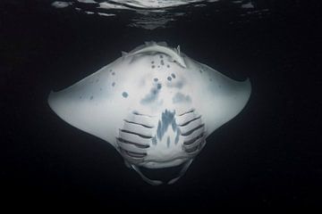 Mantarog tijdens een nachtduik aan de oppervlakte sur victor van bochove