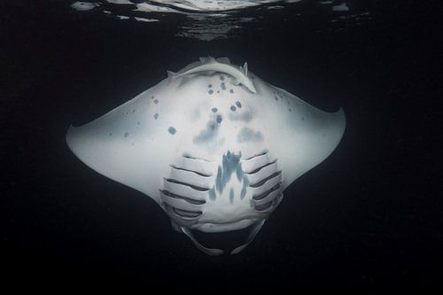 Mantarog tijdens een nachtduik aan de oppervlakte