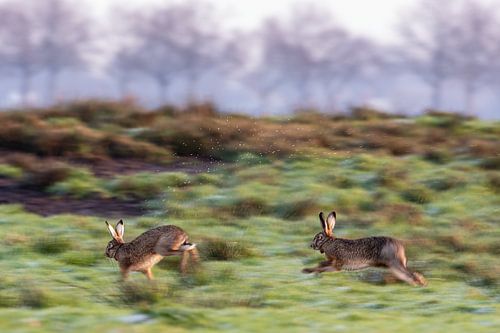 Hares in the Hunze Valley by Henk Osinga