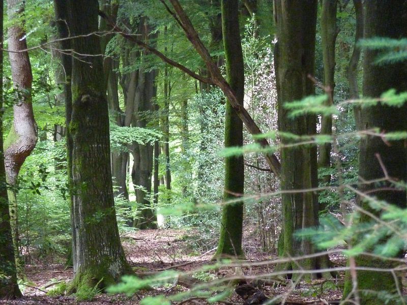 Verdwaald by Sander Frankfoort