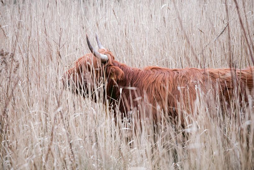Scottish Highlanders in the amsterdam forest by Lindy Schenk-Smit