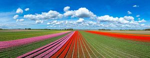 Tulpen, die im Frühling auf landwirtschaftlichen Feldern wachsen, gesehen von