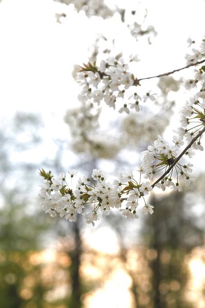 Printemps par Thomas Jäger