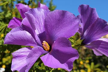 Australische hibiscus van Ines Porada
