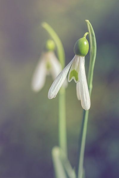 snowdrop pair by Alessia Peviani