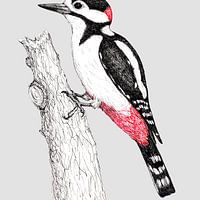 Picidae