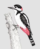 Great spotted woodpecker
