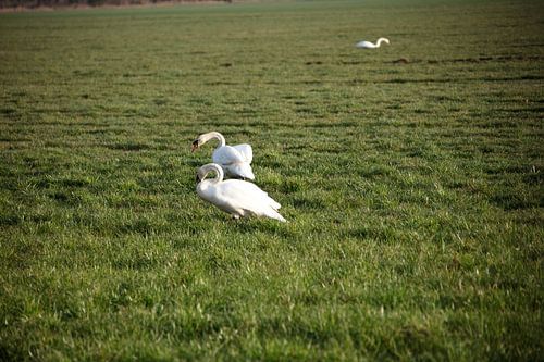 Twee zwanen op een weiland in Emsland