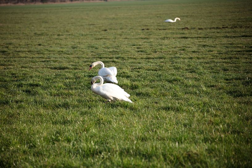 Deux cygnes dans une prairie de l'Emsland par Bianca Meyering Fotos - BMF