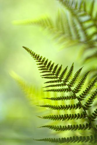 composition of ferns
